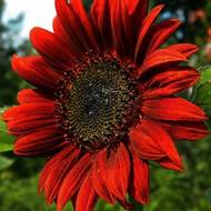 Соняшник Червоне сонечко за 0,2 г