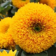 Соняшник Ведмедик за 1 г