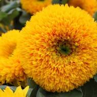 Соняшник Ведмедик за 1 г