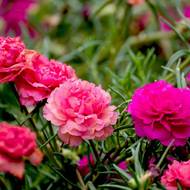 Портулак махровий рожевий за 0,1 г