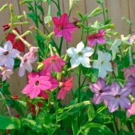 Тютюн Запашний за 0,1 г