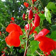 Квасоля декоративна за 5 г