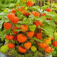 Фізаліс декоративний за 0,05 г