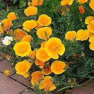 Ешольція за 0,2 г