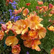 Ешольція Абрикосовий шифон за 0,3 г