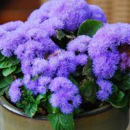 Агератум голубой за 0,1 г