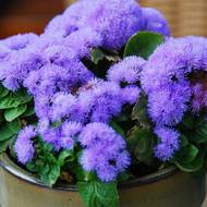 Агератум голубой за 0,1 г