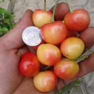 Саженец Черешня Рекорд