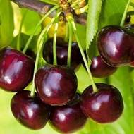 Саджанець Черешня Жабуле