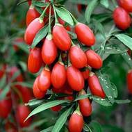 Саджанець Садженець Годжі Магія Любви