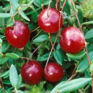 Саженец Клюква Ховес