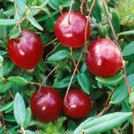 Саженец Клюква Ховес