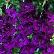 Гладиолус Момбасса за 4 шт