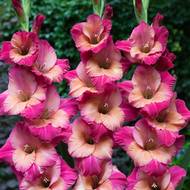 Гладиолус Тедовая Труба за 4 шт.