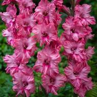 Гладиолус Кингстон Руффле за 4 шт.