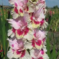 Гладіолус Феєрверк
