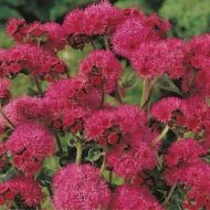 Агератум Красный букет за 0,1 г