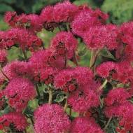 Агератум Красный букет за 0,1 г