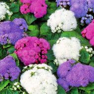 Агератум смесь за 0,1 г