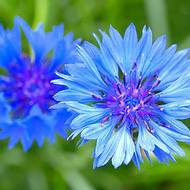 Василек голубой за 0,25 г