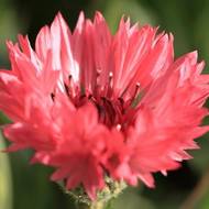 Василек красный за 0,25 г