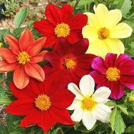 Георгина Веселые ребята за 0,2 г