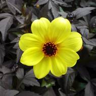 Георгина миньон Желтая за 0,15 г