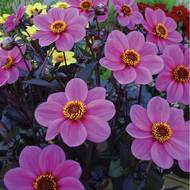 Георгина миньон Розовая за 0,15 г