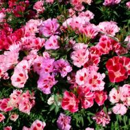 Годеция за 0,05 г