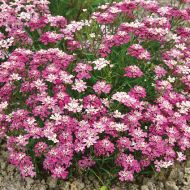 Иберис за 0,5 г