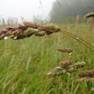 Сидерат Грязица за 0,5 кг