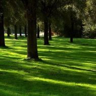 Газонная трава Теневыносливая