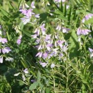 Сидерат Козлятник за 0,5 кг