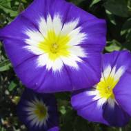 Ипомея Трехцветная за 0,5 г