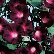 Ипомея пурпурная за 0,7 г