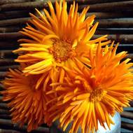 Календула махровая Радио за 0,2 г