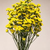 Кермек желтый за 0,05 г