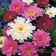 Космея Псіхея махрова суміш за 0,3 г