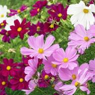 Космея за 0,3 г