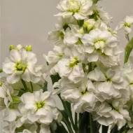 Левкой білий за 0,1 г