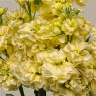 Левкой жовтий за 0,1 г