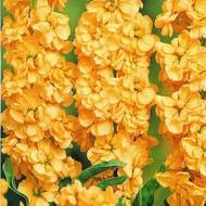 Левкой помаранчевий за 0,1 г