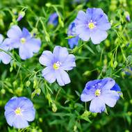 Льон Голубий за 0,25 г