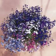 Лобелія ампельна (суміш) за 0,05 г