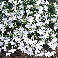 Лобелія ампельна біла за 0,05 г