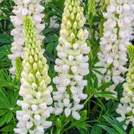 Люпин білий гібридний за 0,2 г