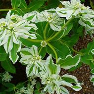 Молочай за 0,5 г