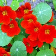 Настурція в`юнка за 1 г