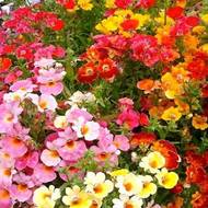 Немезія Тріумф суміш за 0,03 г