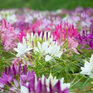 Клеома за 0,1 г